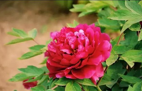 菏澤醫(yī)學(xué)?？茖W(xué)校
