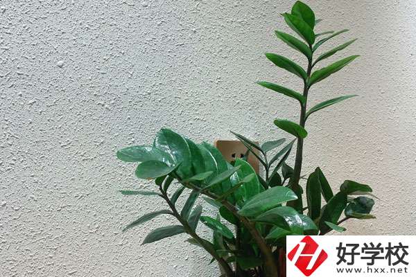 安鄉(xiāng)縣職業(yè)中專學(xué)校有哪些專業(yè)?如何收費(fèi)？