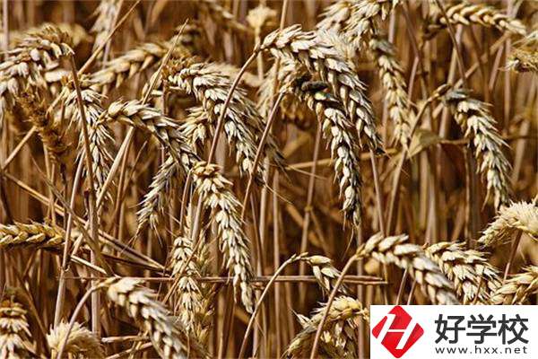 岳陽最好的中專是哪一所？學(xué)校推薦學(xué)習(xí)哪些專業(yè)？