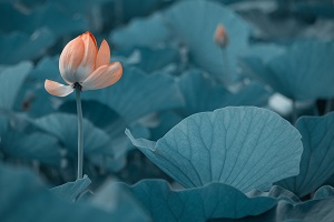 很多考生在結(jié)束了高考之后，由于成績(jī)不理想，未能如愿進(jìn)入理想的大學(xué)
